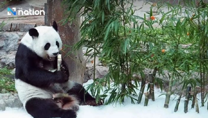Tiongkok Kirim Sepasang Panda Baru Tandai 50 Tahun China-Thailand