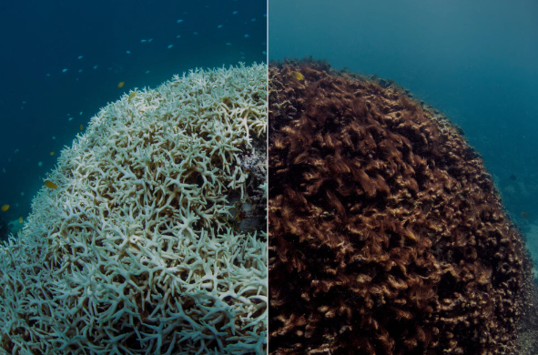 Gawat Thailand Tutup 12 Taman Laut Nasional Karena Ini...