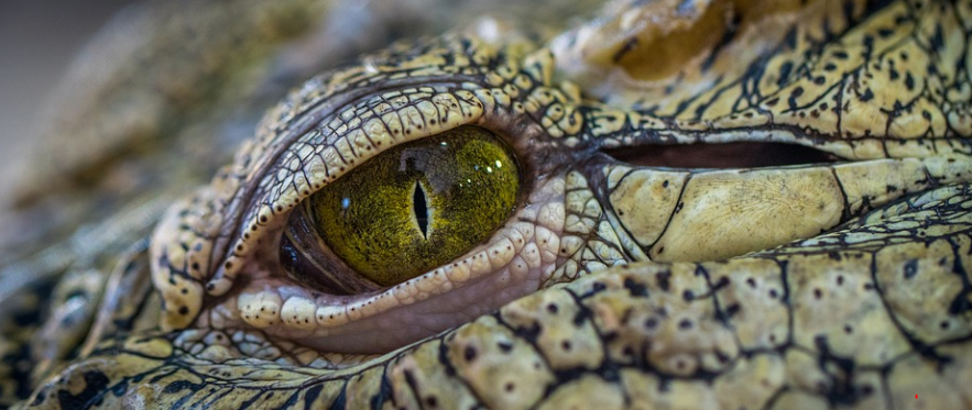 Ketua DPRD Bangka Digigit Buaya, Selamat karena Melawan