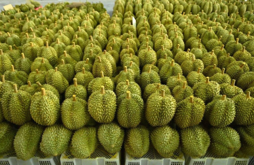 Bisa Ditiru RI, Thailand Gandeng Influencer Tiongkok untuk Dongkrak Penjualan Durian