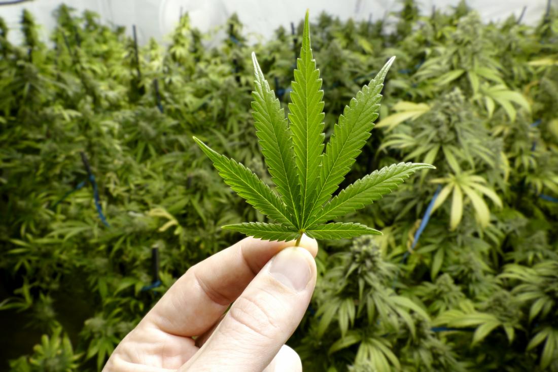 Thailand Legalkan Mariyuana Buat Keperluan Medis