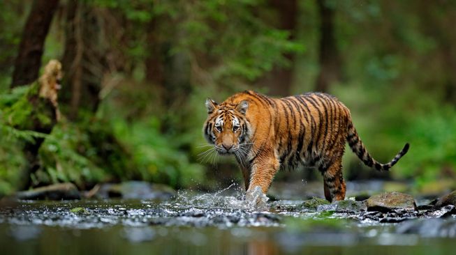 Thailand Temukan Sekelompok Harimau Setelah 4 Tahun Menghilang