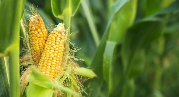 Indonesia Impor Jagung 995 Ribu Ton (Rp4,28 Triliun) dari Thailand Sampai Argentina