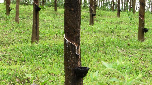 RI Gandeng Thailand-Malaysia Atasi Harga Karet Rendah