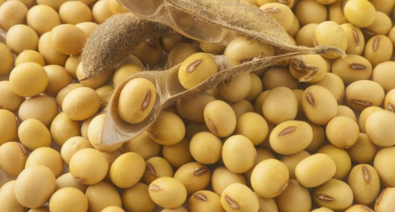 Tarif Trump: Indonesia Rencana Impor Rp73 Triliun dari AS, Fokus ke Gandum dan Kedelai