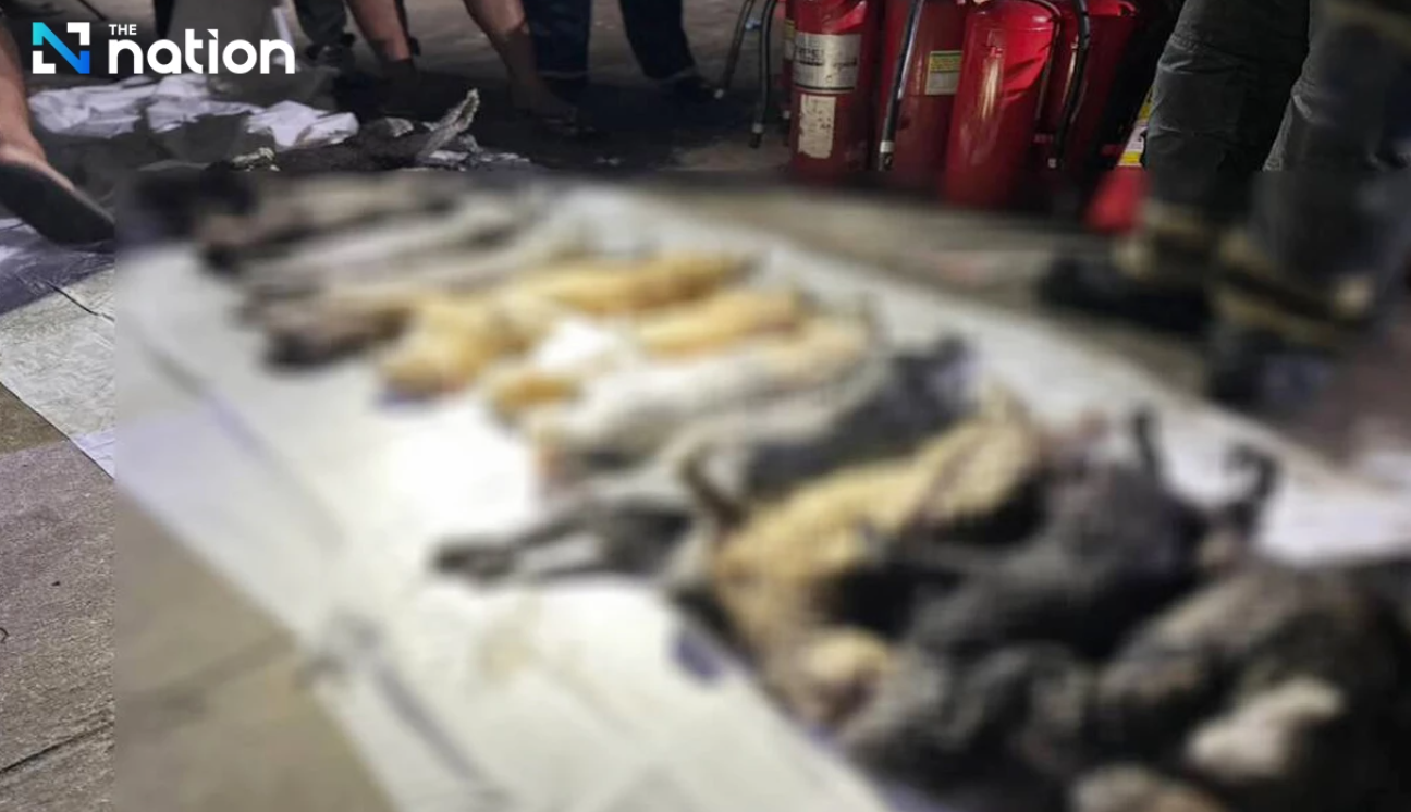 21 Ekor Kucing Tewas dalam Kebakaran Rumah di Bangkok