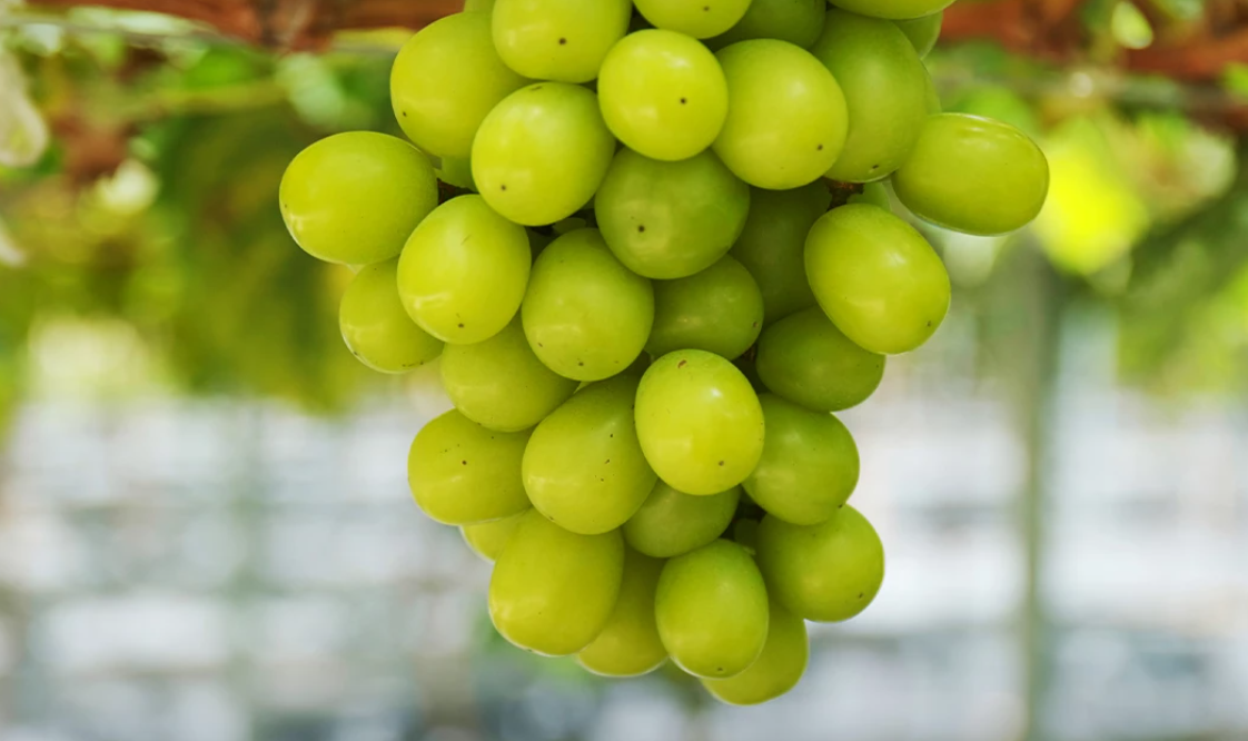 Thailand Sita 7 Ton Anggur Shine Muscat Terdeteksi 50 Residu Beracun