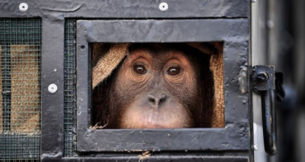 Indonesia Pulangkan 11 Orang Utan dari Thailand dan Malaysia