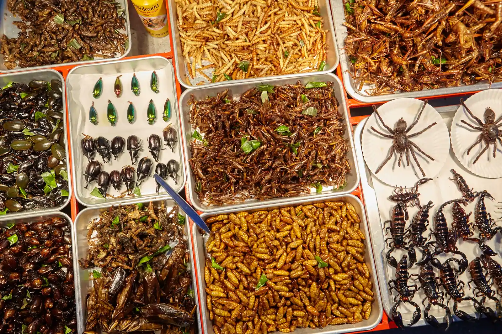 Tradisi Lama Makan Aneka Serangga di Thailand
