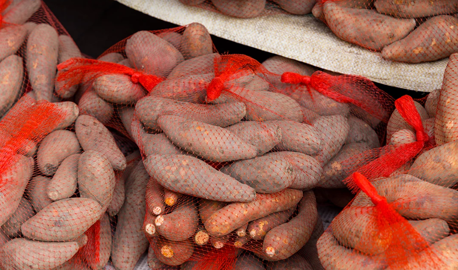 Tiongkok Pilih Etanol Batu Bara, Ekspor Singkong Thailand Terguncang