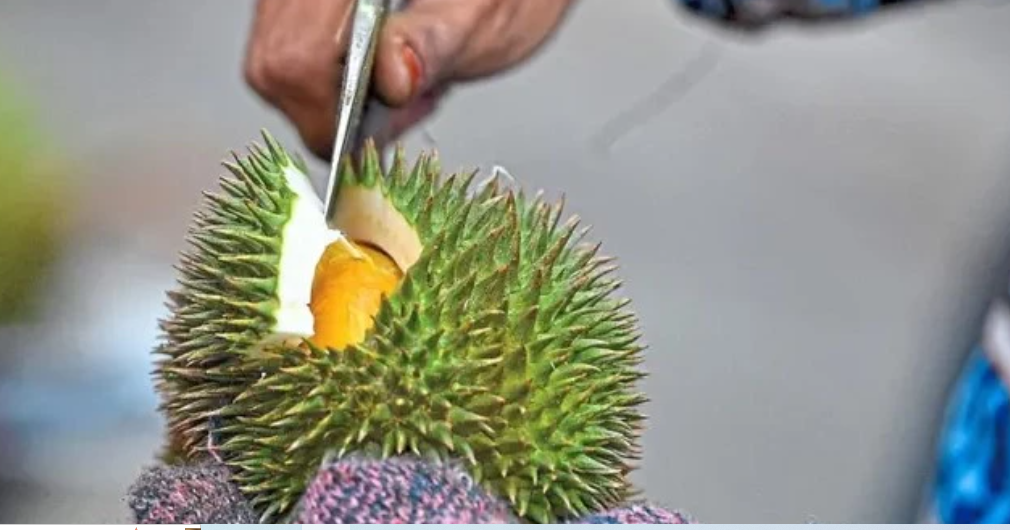 Siap-siap Indonesia akan Saingi Produk Durian Thailand